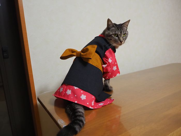 cats anime costumes yagyouneko japan 5f48ef02b5224 700