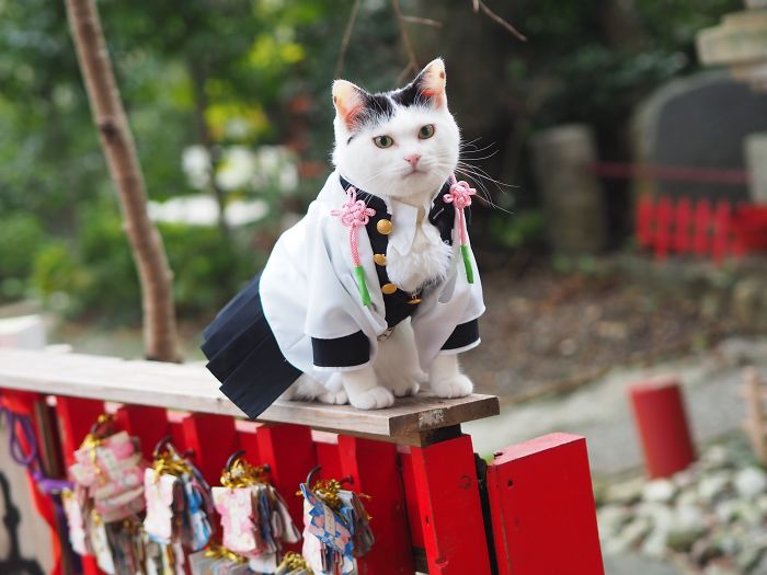 cats anime costumes yagyouneko japan 5f48f2617f242 700