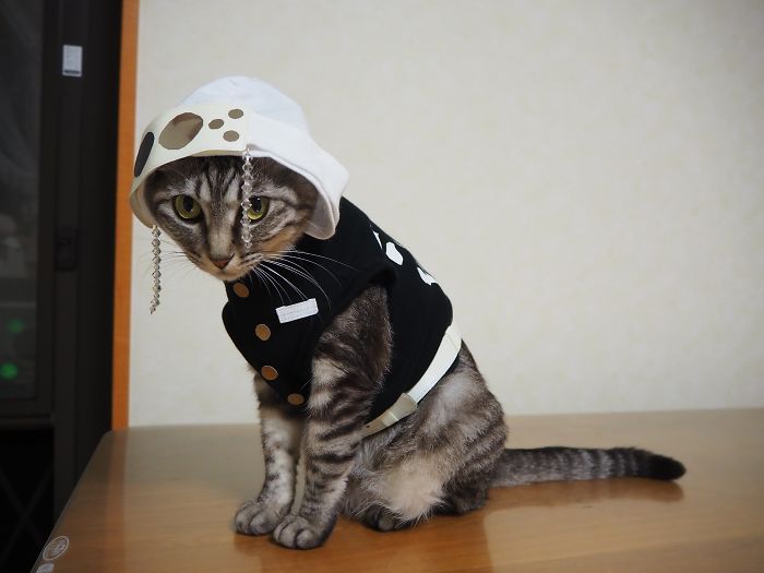 cats anime costumes yagyouneko japan 5f48f3910fc57 700