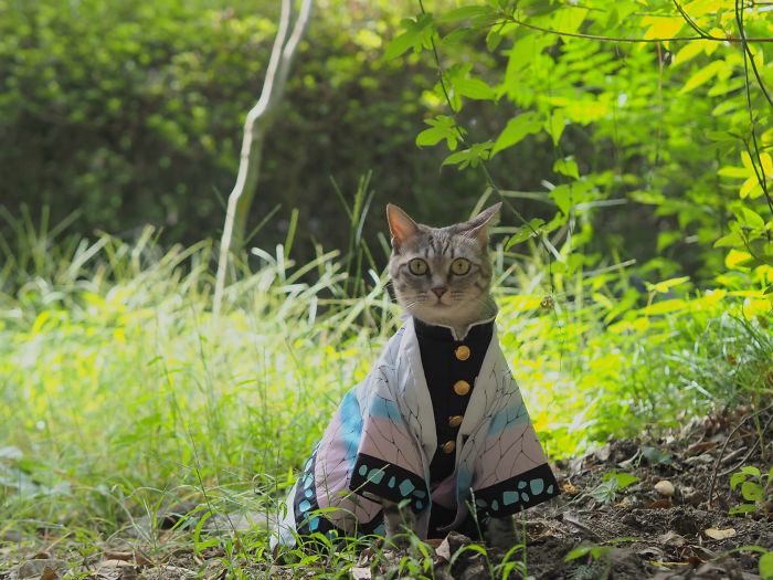 cats anime costumes yagyouneko japan 5f48f49997f66 700