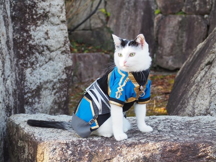 cats anime costumes yagyouneko japan 5f48f53f7d373 700