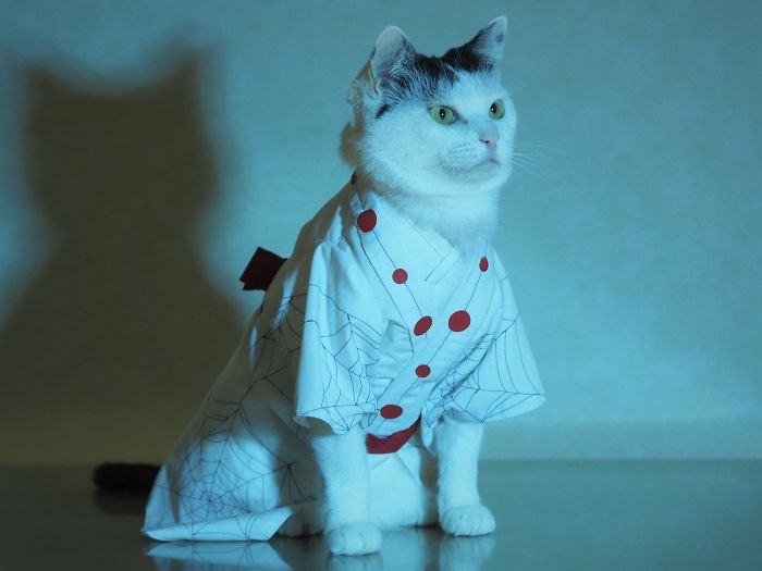 cats anime costumes yagyouneko japan 5f48f57a6c5ef 700