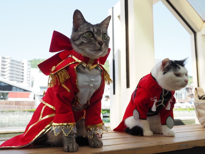 cats anime costumes yagyouneko japan 5f48f60db4525 700