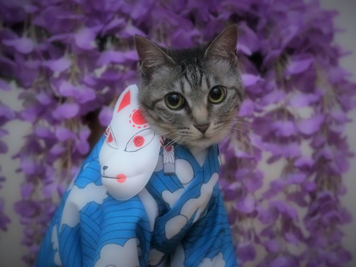 cats anime costumes yagyouneko japan 5f48f7090dd0b 700