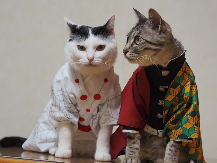 cats anime costumes yagyouneko japan 5f48f72e72cdc 700