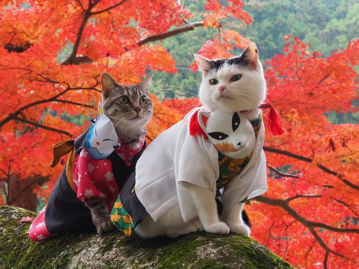 cats anime costumes yagyouneko japan 5f48f84fd5179 700