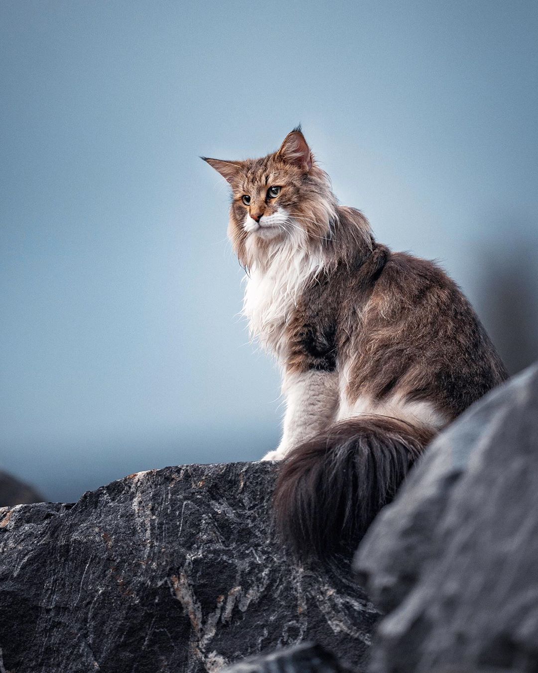 Скандинавская лесная кошка