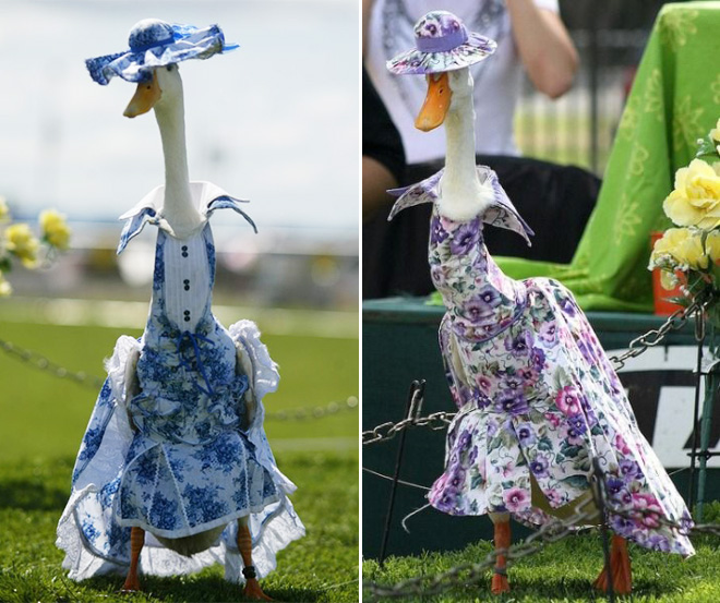 duck fashion11