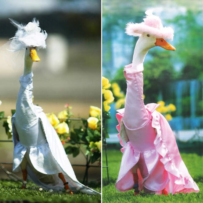 duck fashion14