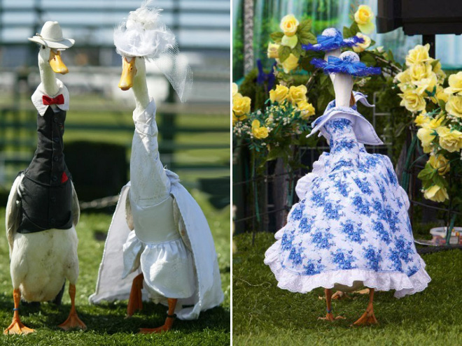 duck fashion15