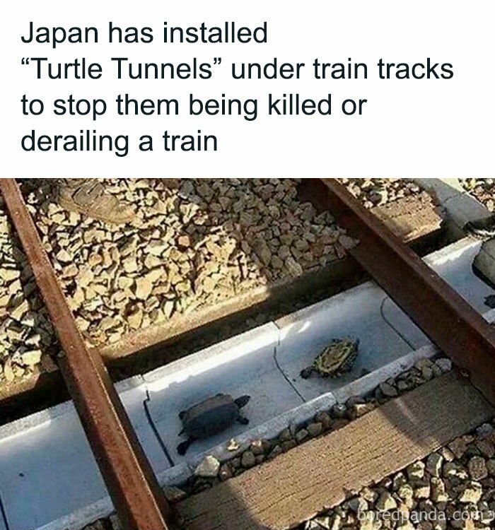wholesome japan facts 8