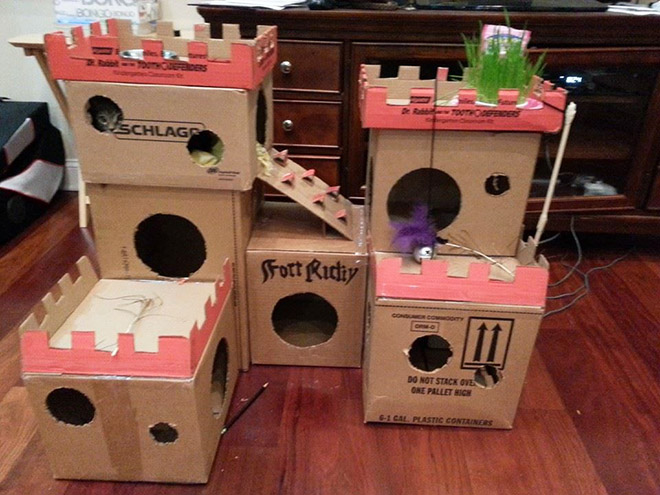 cat forts10