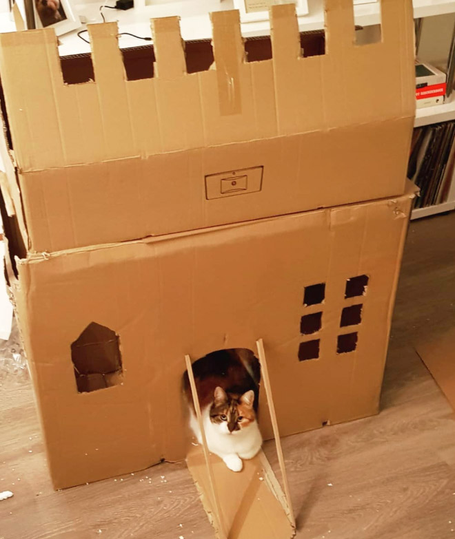 cat forts13