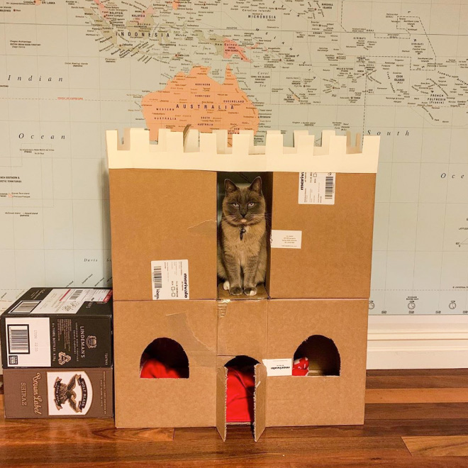 cat forts19
