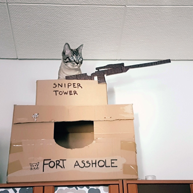 cat forts2