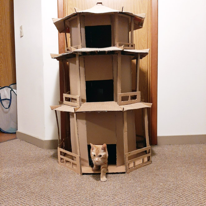 cat forts21