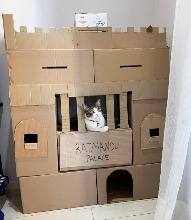 cat forts22