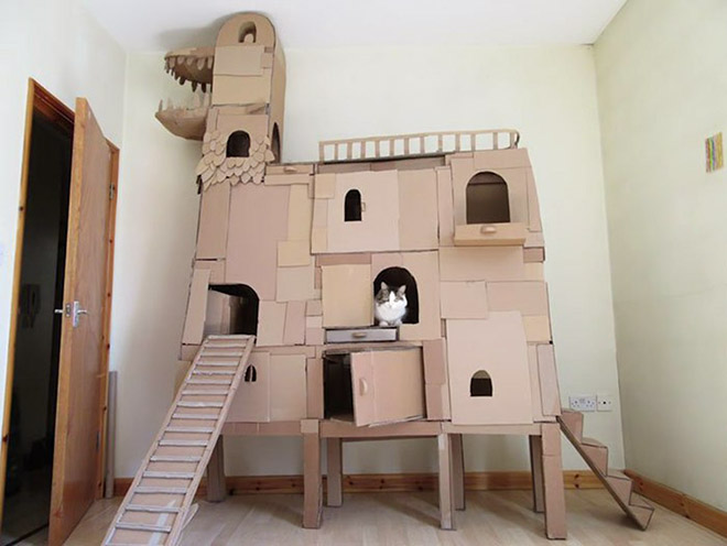 cat forts3