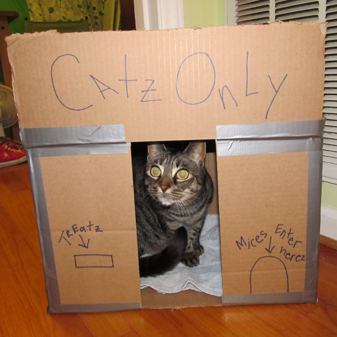 cat forts5