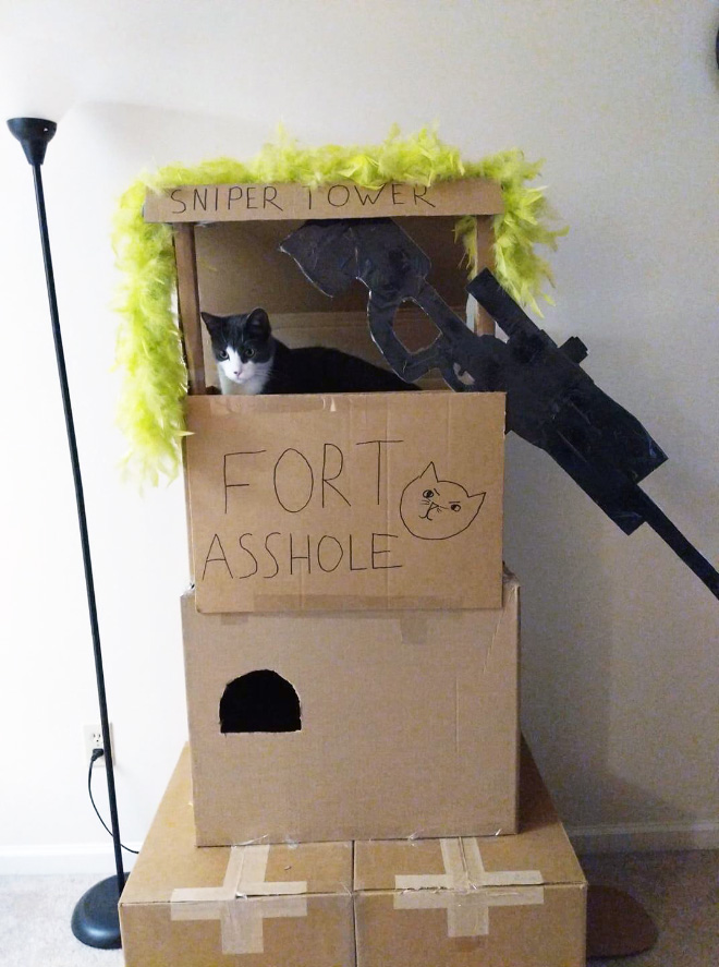 cat forts7