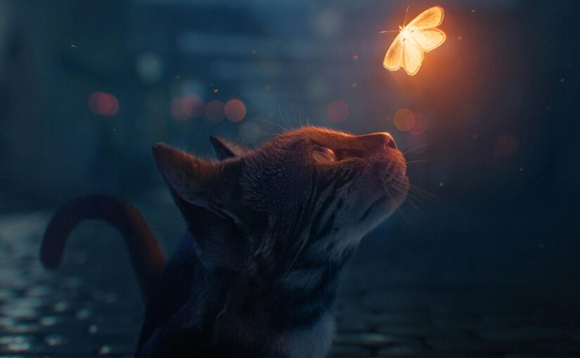 Cats and fireflies