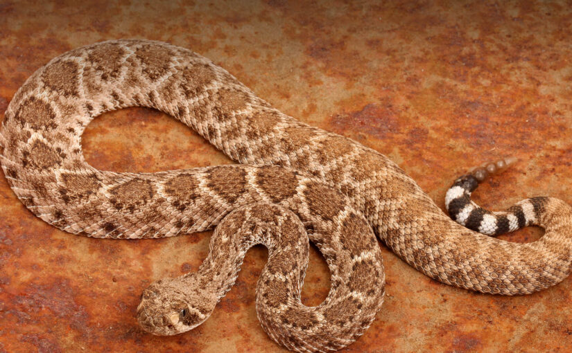 animals hero rattlesnake 0