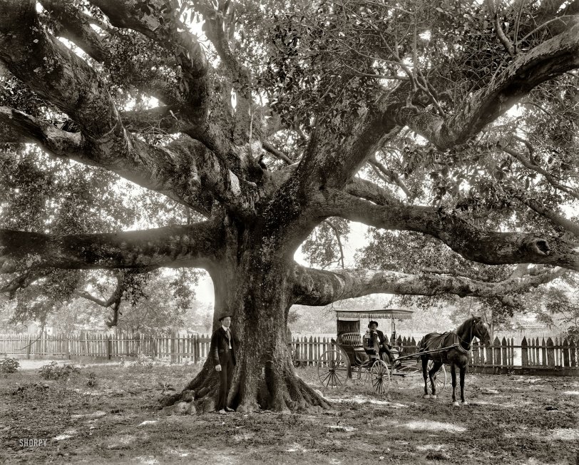 SHORPY 4a08975a.preview