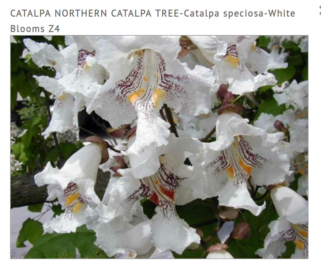 The Northern Catalpa (Catalpa speciosa) 2