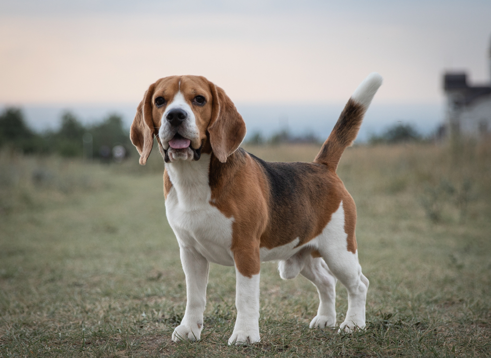 Beagle,Standing.,Beagles.,Beagle,Breed.,6,Group,Fci.,Hunting,Dog.