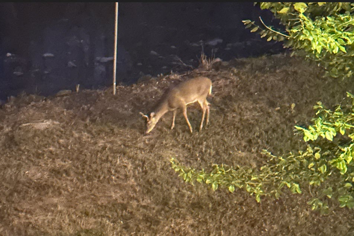 Deer 645PM EST 11 15 2024 large