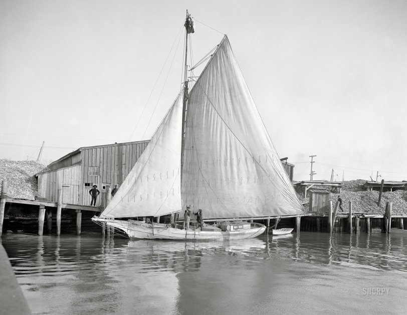 SHORPY 4a12479a.preview SHORPY 4a12479a.preview
