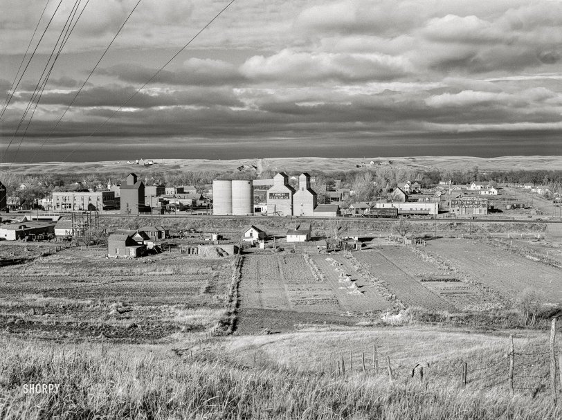 SHORPY 8c18136a.preview SHORPY 8c18136a.preview
