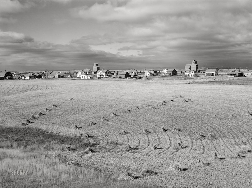 SHORPY 8c18143a.preview SHORPY 8c18143a.preview