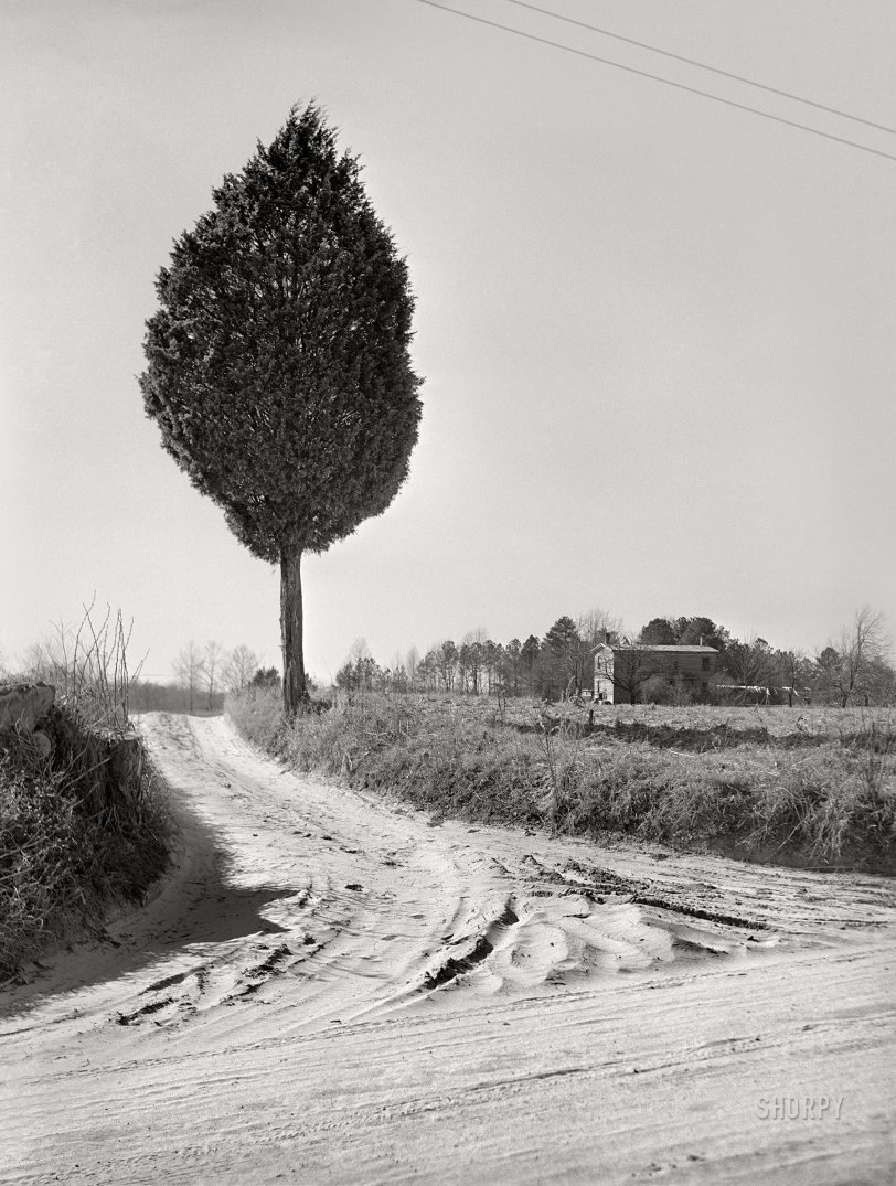 SHORPY 8c19151a.preview SHORPY 8c19151a.preview