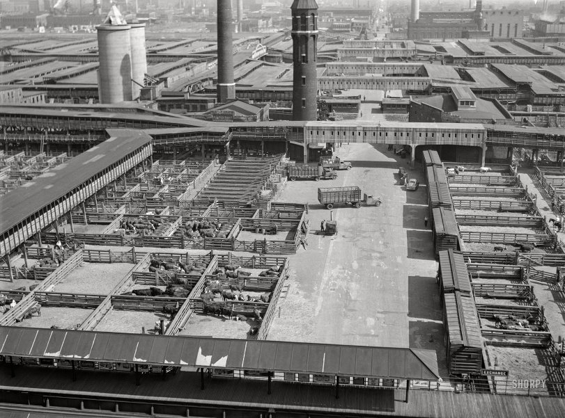 SHORPY 8c19538a.preview SHORPY 8c19538a.preview