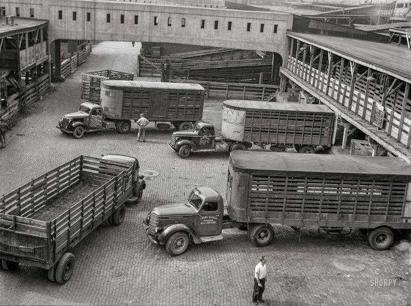SHORPY 8c19619a.preview SHORPY 8c19619a.preview