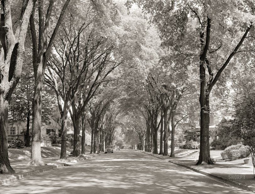SHORPY 8c19659a.preview SHORPY 8c19659a.preview