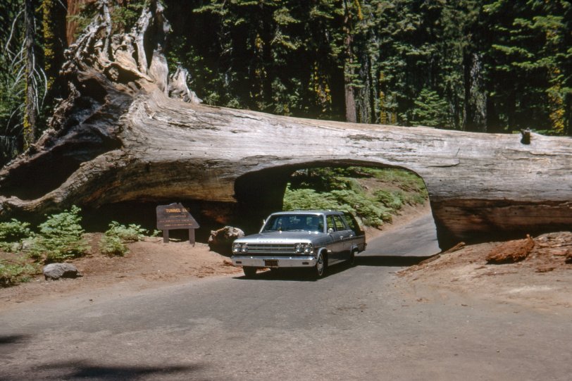 sequoia tunnel log 3161 2000.preview sequoia tunnel log 3161 2000.preview