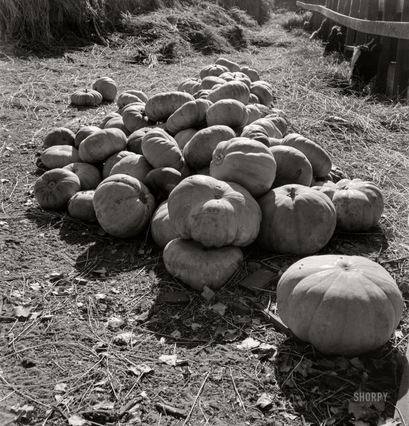 SHORPY 8b32772a.preview SHORPY 8b32772a.preview