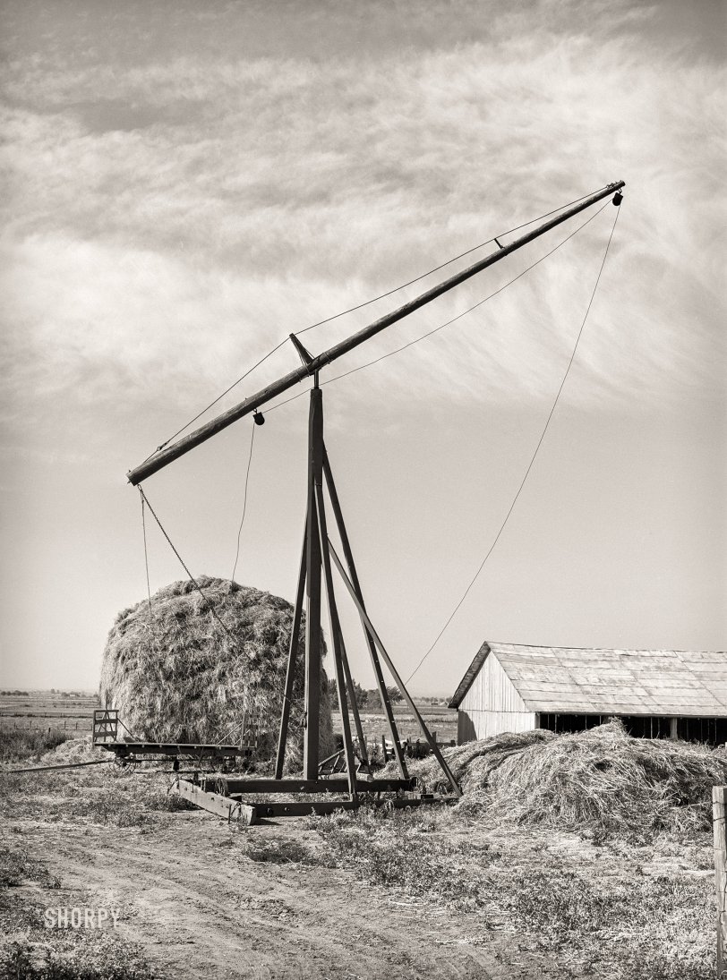 SHORPY 8c01754a.preview