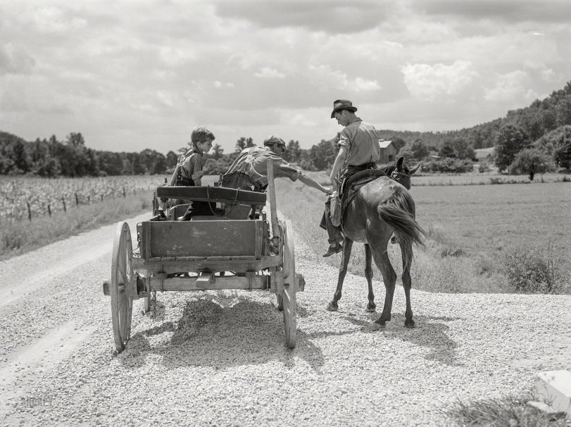 SHORPY 8c13290a.preview