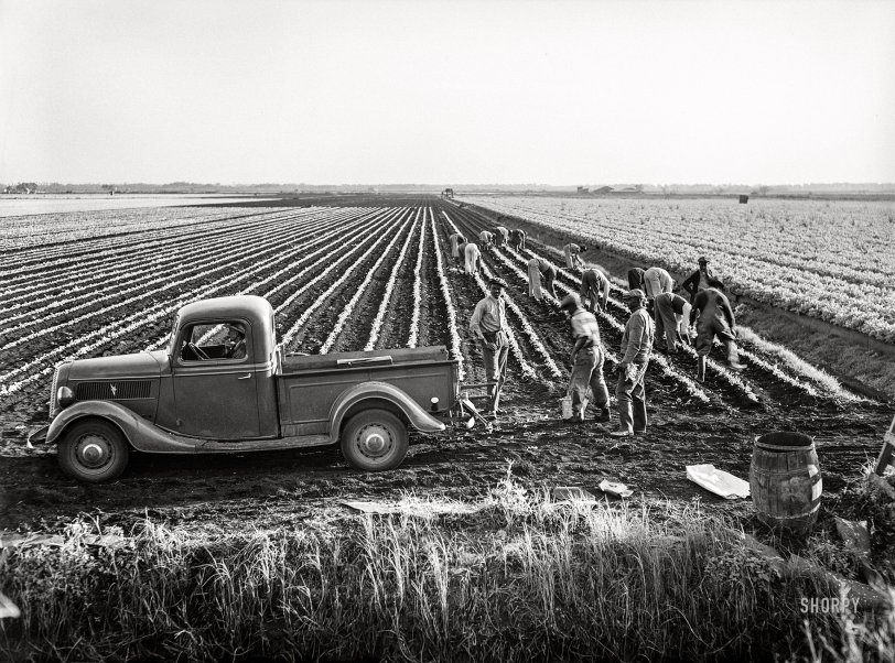 SHORPY 8c14854a.preview