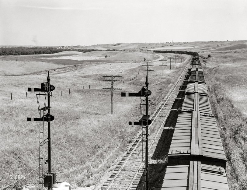 SHORPY 8c15269a.preview