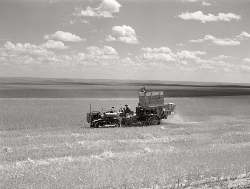 SHORPY 8c15322a.preview