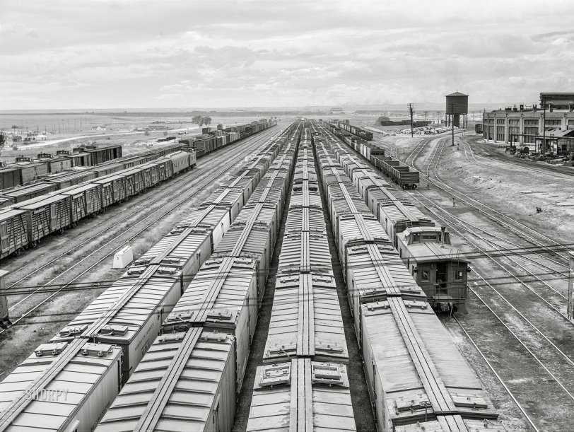 SHORPY 8c16121a.preview