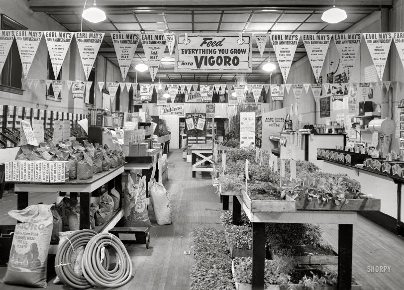 SHORPY 8c17236a.preview