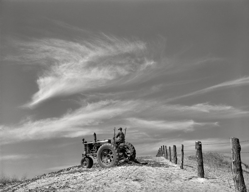SHORPY 8c17354a.preview