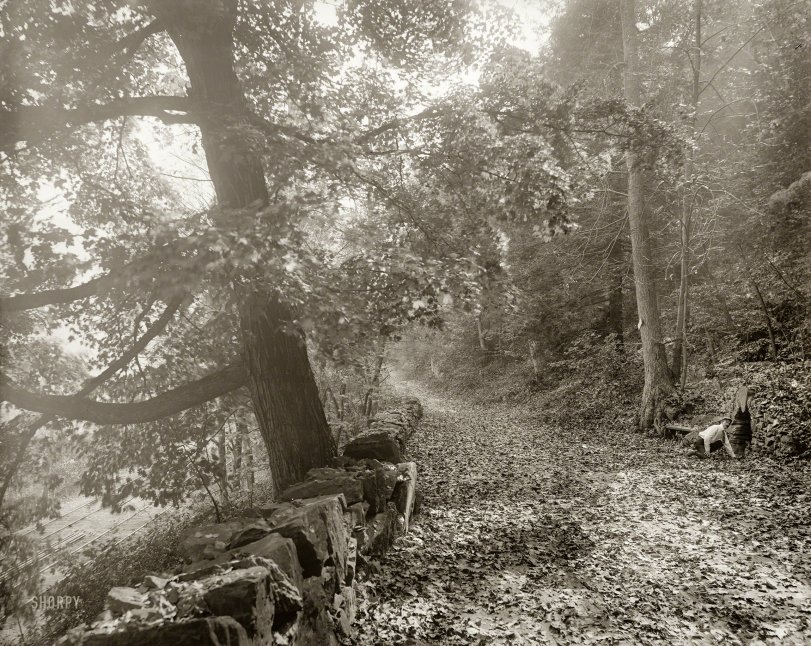 SHORPY 4a07277a.preview