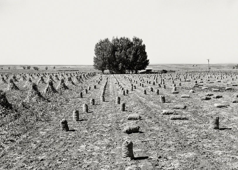 SHORPY 8b18728a.preview