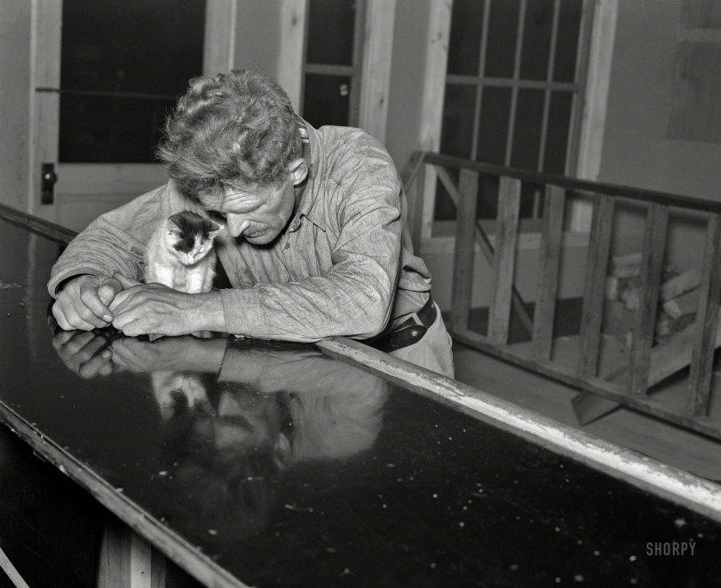 SHORPY 8b19906a1.preview